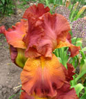 Iris - Vilkdalgis - Rustler
